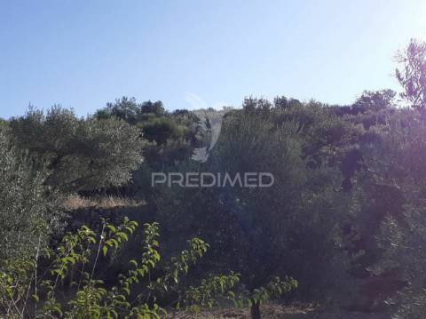 Quinta com mais 4 hectares na serra da aldeia nova