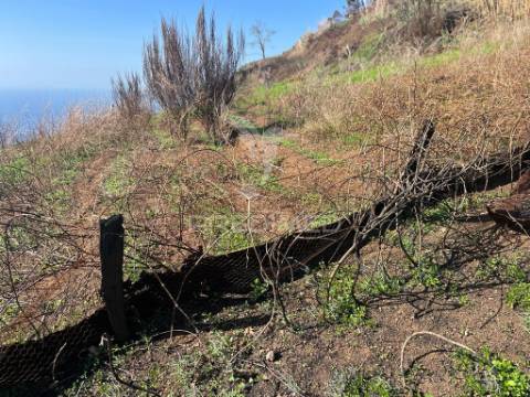 Vendo terreno na calheta- raposeira com 2.600 m2