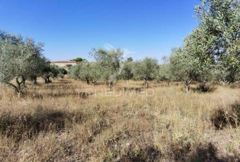 Armazém, são vicente do paúl / santarém