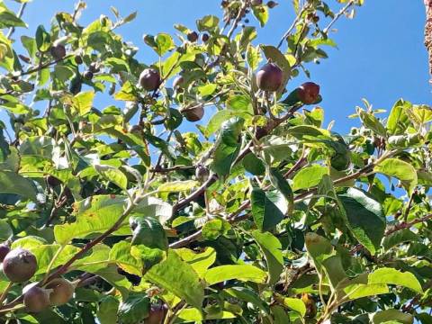 Terreno agrícola e arrecadação