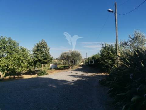 Quinta t5 com pomar em beja