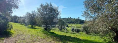 Terreno rústico, olival em arneiro das milhariças, santarém.