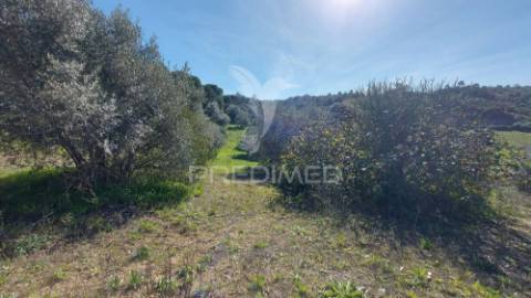 Terreno rústico, olival em arneiro das milhariças, santarém.