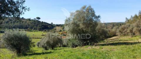 Terreno rústico, olival em arneiro das milhariças, santarém.