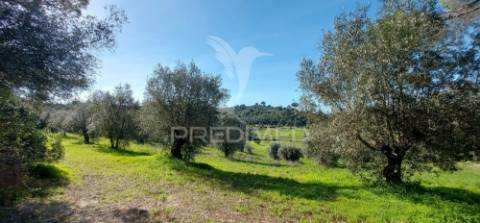 Terreno rústico, olival em arneiro das milhariças, santarém.