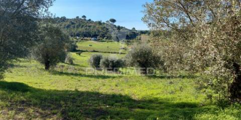 Terreno rústico, olival em arneiro das milhariças, santarém.