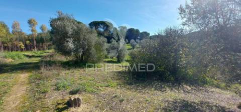 Terreno rústico, olival em arneiro das milhariças, santarém.