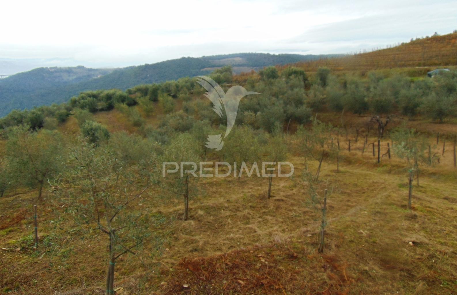 Olival em produção - abaças / vila real
