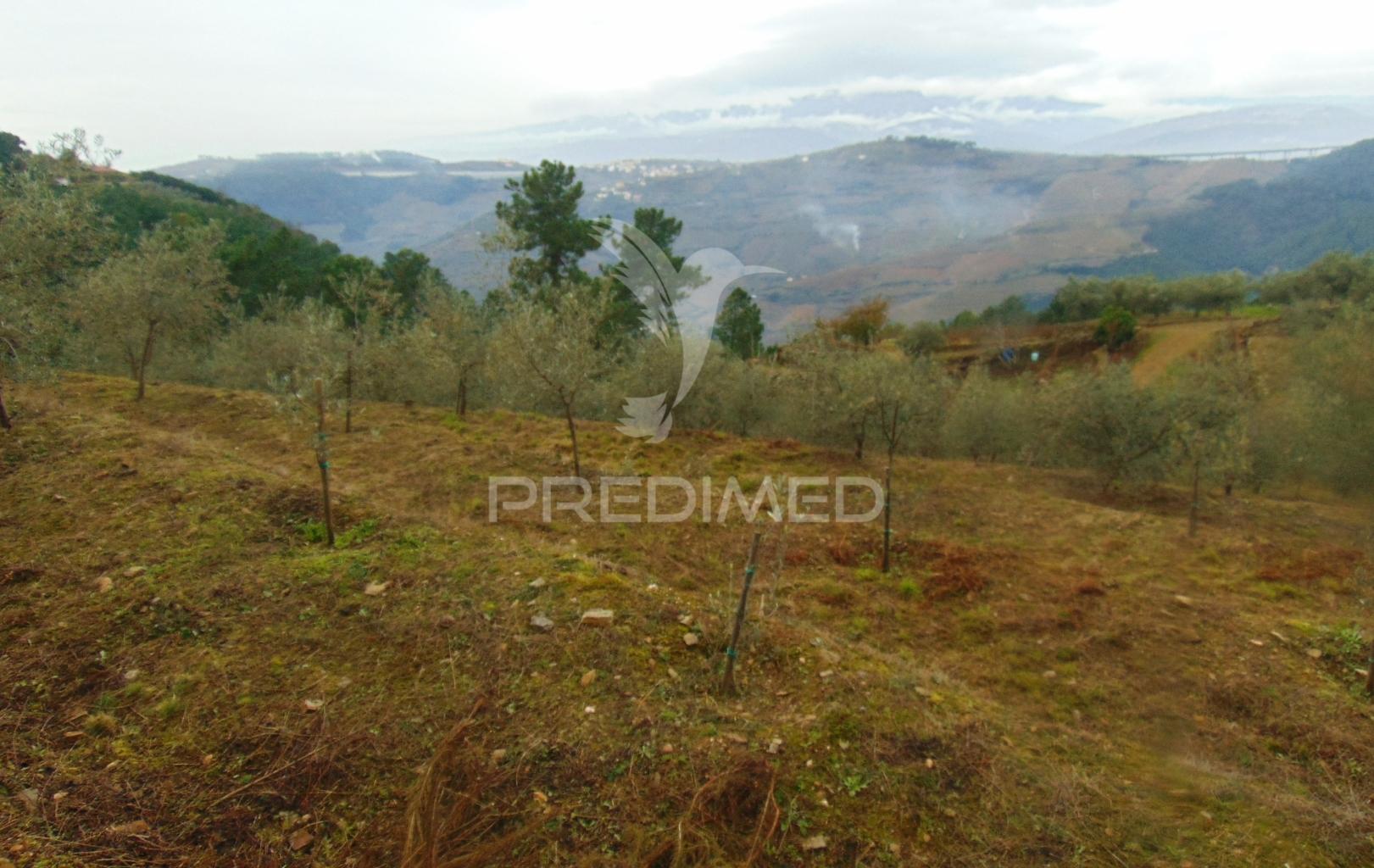 Olival em produção - abaças / vila real