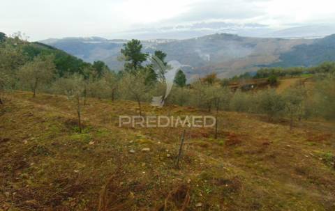 Olival em produção - abaças / vila real