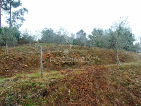 Olival em produção - abaças / vila real