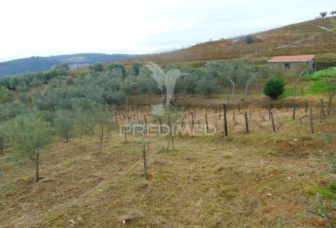 Olival em produção - abaças / vila real