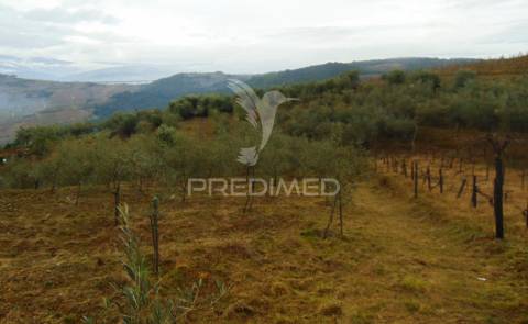 Olival em produção - abaças / vila real