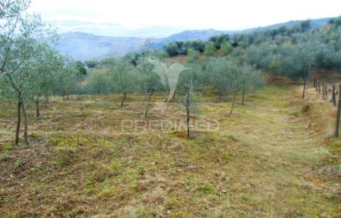 Olival em produção - abaças / vila real