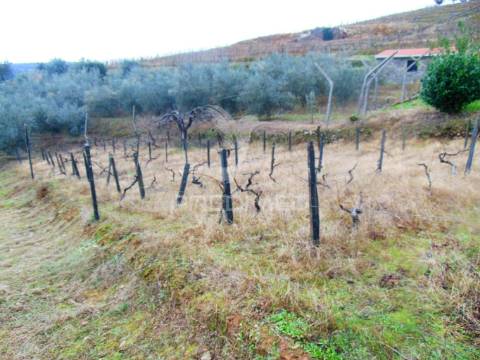 Olival em produção - abaças / vila real