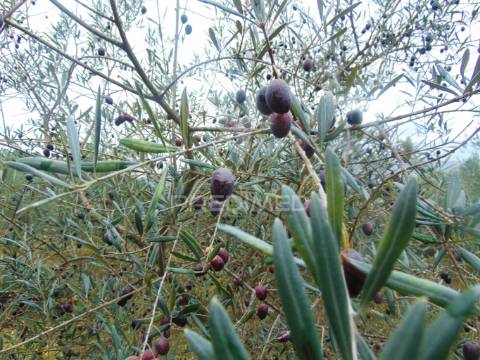 Olival em produção - abaças / vila real