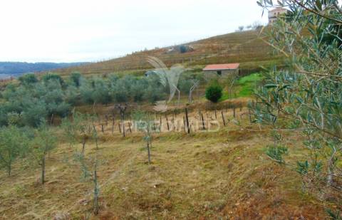 Olival em produção - abaças / vila real