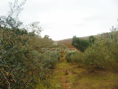 Olival em produção - abaças / vila real