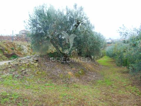 Olival em produção - abaças / vila real