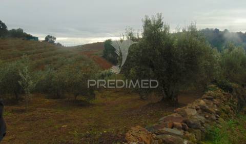 Olival em produção - abaças / vila real