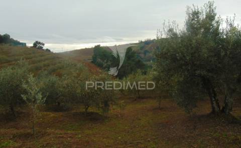 Olival em produção - abaças / vila real