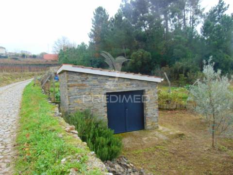 Olival em produção - abaças / vila real