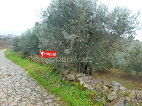 Olival em produção - abaças / vila real