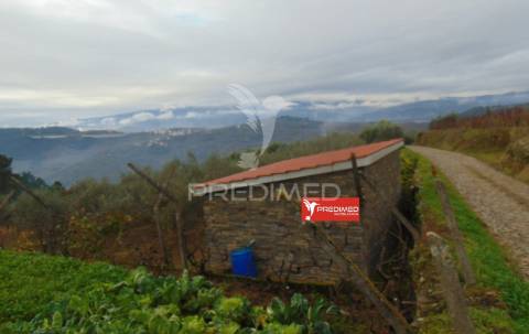 Olival em produção - abaças / vila real