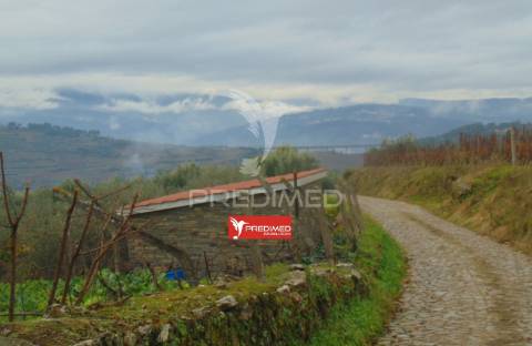 Olival em produção - abaças / vila real