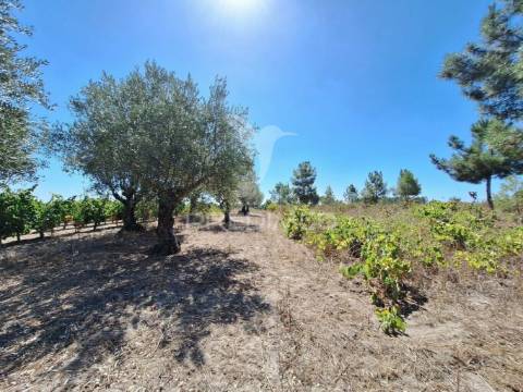 Terreno rústico, situado no alto do vale de santarém