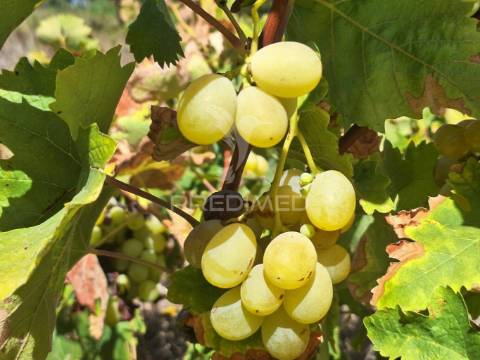 Terreno rústico, situado no alto do vale de santarém