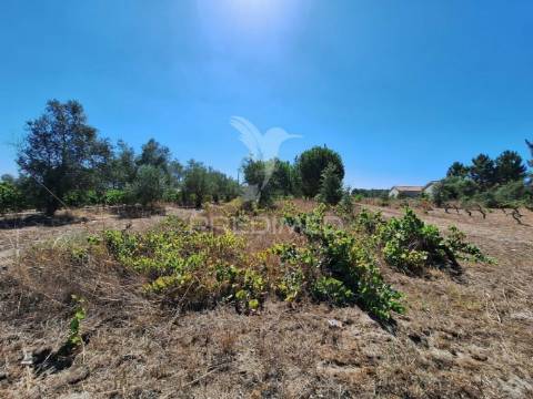 Terreno rústico, situado no alto do vale de santarém