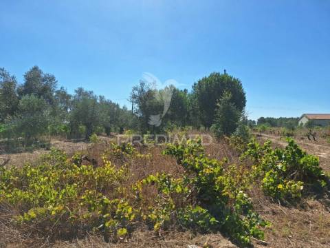 Terreno rústico, situado no alto do vale de santarém