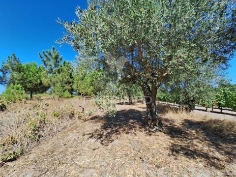 Terreno rústico, situado no alto do vale de santarém