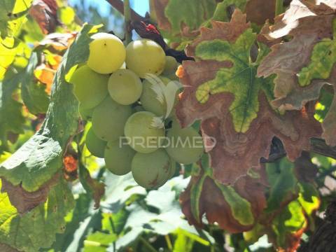 Terreno rústico, situado no alto do vale de santarém