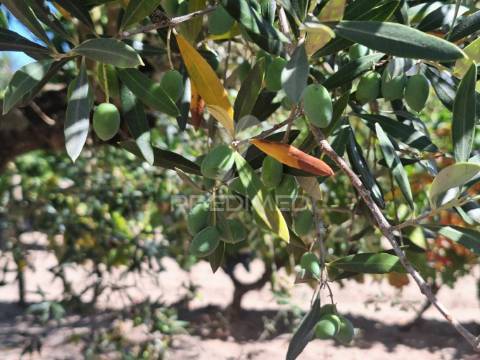 Terreno rústico, situado no alto do vale de santarém