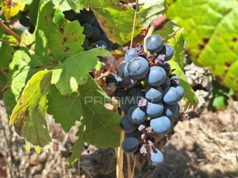 Terreno rústico, situado no alto do vale de santarém