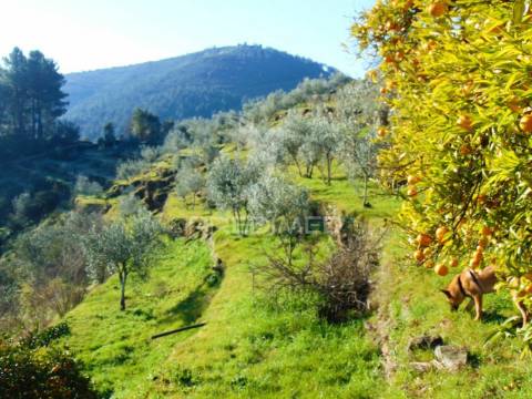 Terreno com olival a 3 kms de vila real