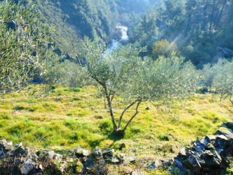 Terreno com olival a 3 kms de vila real