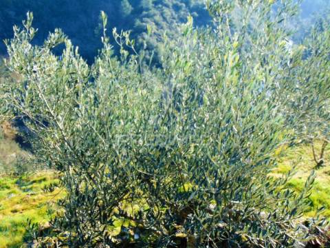 Terreno com olival a 3 kms de vila real