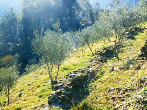 Terreno com olival a 3 kms de vila real