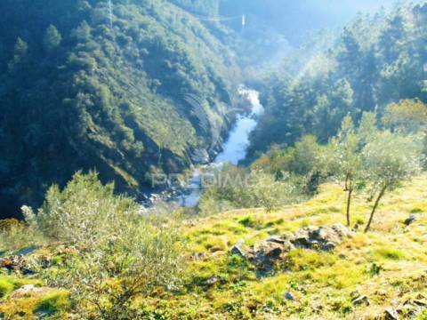 Terreno com olival a 3 kms de vila real