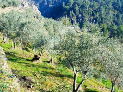Terreno com olival a 3 kms de vila real