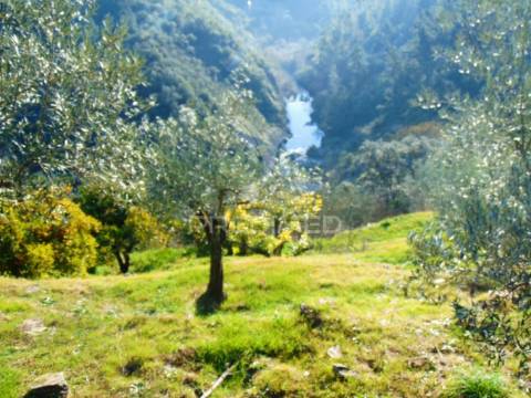Terreno com olival a 3 kms de vila real