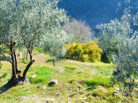 Terreno com olival a 3 kms de vila real