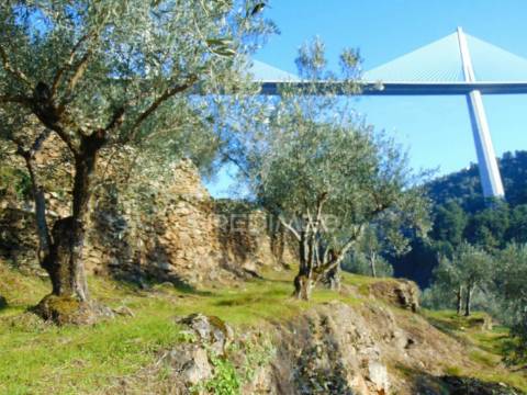 Terreno com olival a 3 kms de vila real