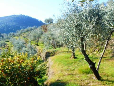 Terreno com olival a 3 kms de vila real