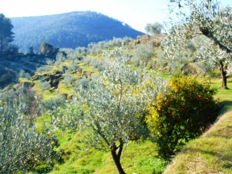 Terreno com olival a 3 kms de vila real