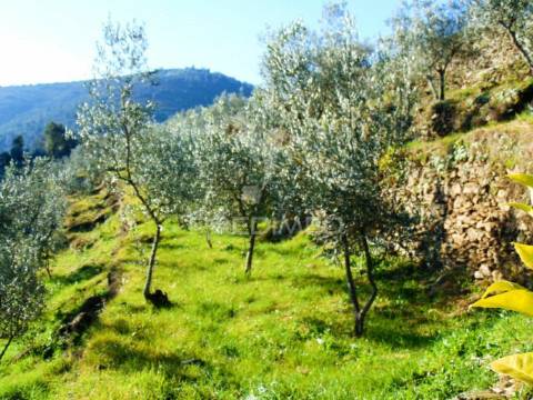 Terreno com olival a 3 kms de vila real
