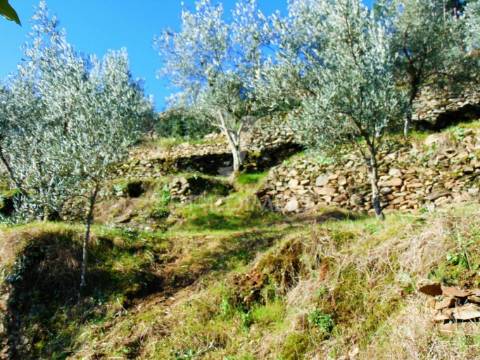 Terreno com olival a 3 kms de vila real